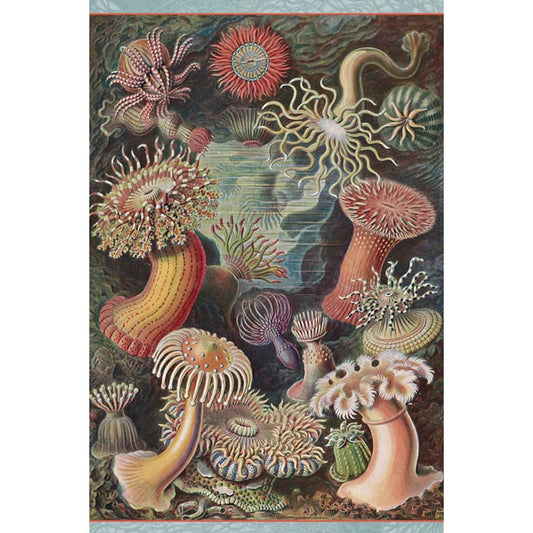 Puzzle: Ernst Haeckel - Sea Anemones 500 Pieces