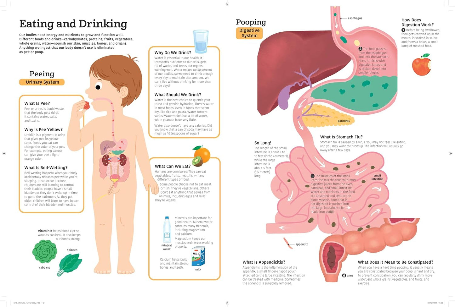 The Ultimate Book of the Human Body (Hardcover)