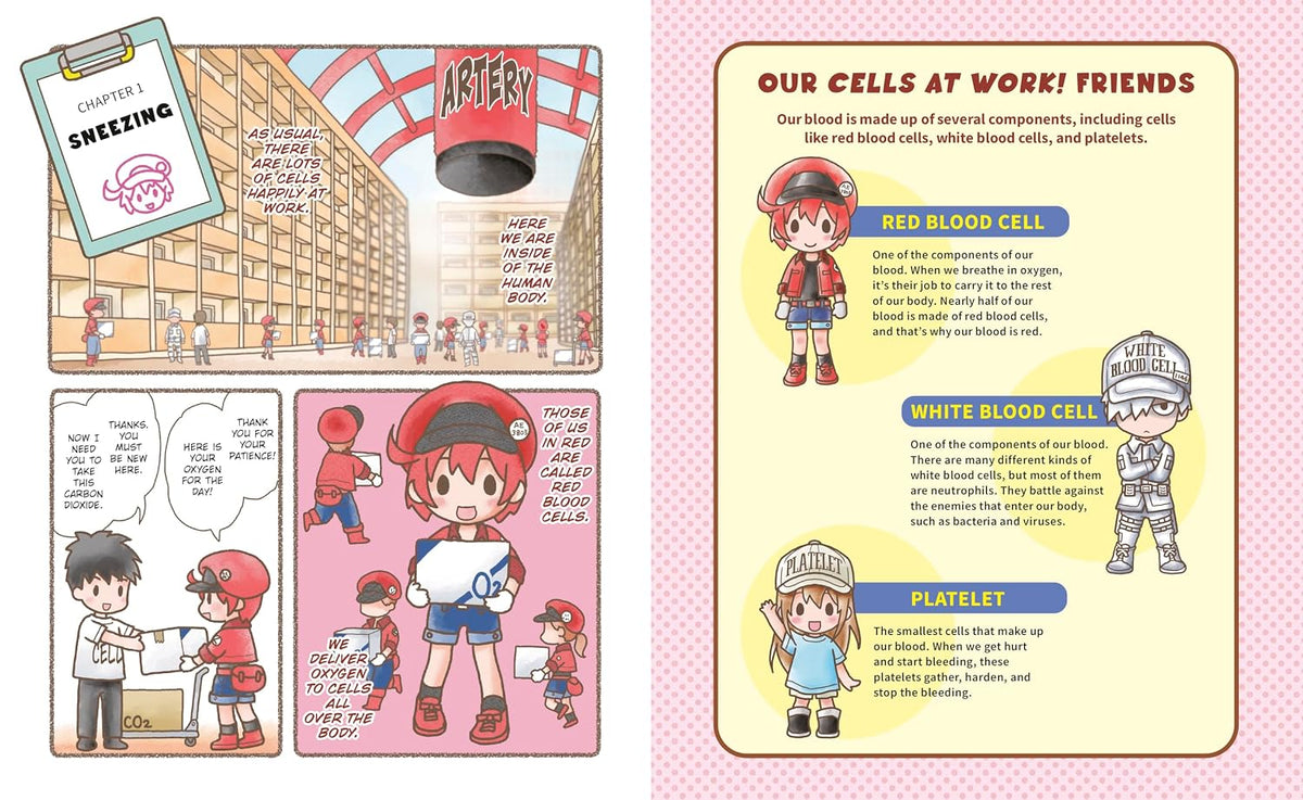 Cells at Work! Picture Book 1: The Great Bacteria Vs. White Blood Cell Battle!